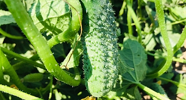 Balıkesir’den Avrupa’ya Kornişon Salatalık İhracatı Dört Kat Arttı