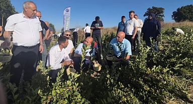 Balıkesir Milletvekili İsmail Ok, Gönen’de Aronya Hasadına Katıldı