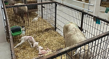 Balıkesir Üniversitesi, Koyun Sağlığında Öncü Proje Yürütüyor