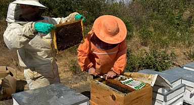 Balıkesir Üniversitesi’nden Dünya Çapında Arıcılık Başarısı