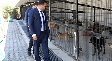 Edremit’te Sokak Hayvanları ve Ata Tohumlarına Özenli İnceleme