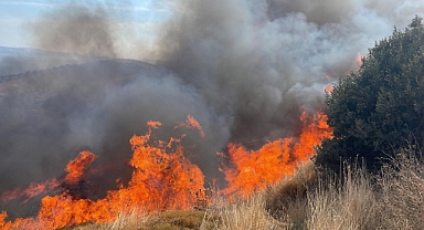 Erdek’te 100 Dönümlük Arazide Yangın: Zeytin Ağaçları Zarar Gördü