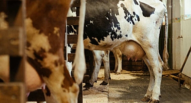 İneklerde Süt ve Üreme Performansını Artıran Yöntem