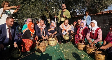 Ayvalık’ta Zeytin Hasadı Bereketle Başladı