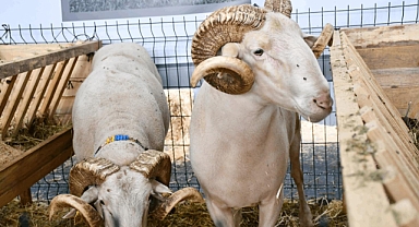 Balıkesir, Küçükbaş Hayvancılığın Yükselen Başkenti