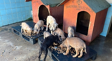 Bandırma Belediyesi, Kendi Mama Üretim Tesisiyle Can Dostlara Sahip Çıkıyor