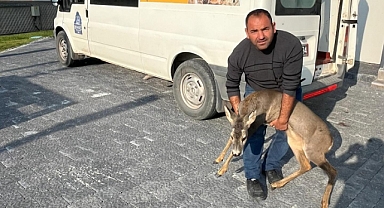 Bigadiç’te Yaralı Karaca Doğal Yaşamına Kavuştu