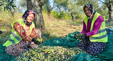 Burhaniye’de Yeni Hasat Başladı