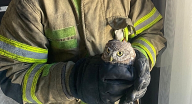 Edremit’te Balkon Arasında Sıkışan Baykuş İtfaiye Ekiplerince Kurtarıldı