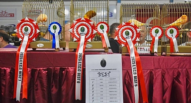 Edremit’te Dünyanın En Büyük Yorkshire Kanarya Yarışması Renkli Görüntülere Sahne Oldu