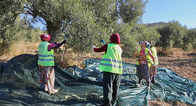 Edremit’te Yeni Zeytin Hasadı Başladı