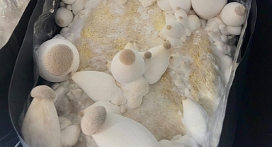 Egzotik Mantar Üretiminde Balıkesir Öncülük Ediyor