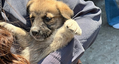 Susurluk’ta Yavru Köpek Beton Parçası Altından Kurtarıldı