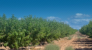 Tarım Bakanlığı’ndan Balıkesirli Üreticilere Zirai Don Desteği