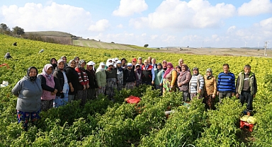 Vali İsmail Ustaoğlu, Biber Hasadı Yapan Kadın Çiftçilerle Bir Araya Gelerek Dünya Kadın Çiftçiler Gününü Kutladı