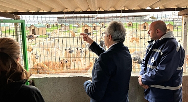 Bandırma’da Hayvan Bakımevi Yenileniyor: Doğal Yaşam Alanı Genişletiliyor