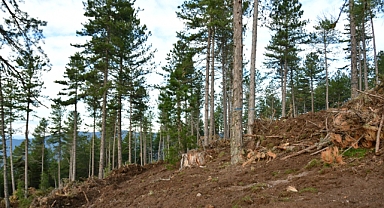 Bigadiç’te Karaçam Ormanları Yenileniyor