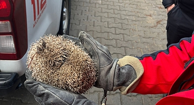 Burhaniye'de Mazgala Sıkışan Kirpi İtfaiye Tarafından Kurtarıldı