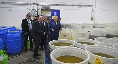 Burhaniye’de Zeytinyağı Mesaisi