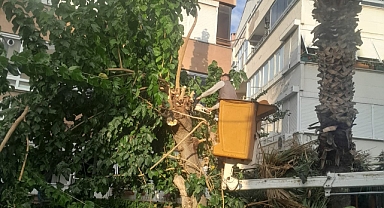 Edremit’te Ağaçlara Mevsimsel Bakım