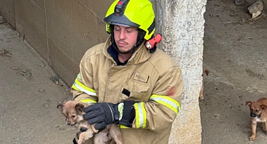 Erdek’te Yürek Isıtan Kurtarma: Kanalda Mahsur Kalan Yavrular İtfaiye Tarafından Kurtarıldı
