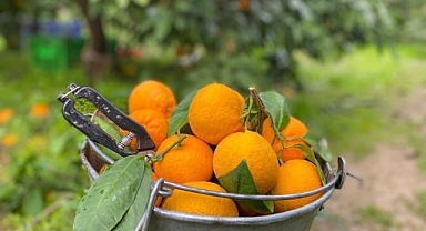 Havran Mandalinasında Hasat Bereketi