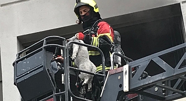 İhsaniye Mahallesi’nde Çıkan Apartman Yangınında Evcil Kedi Kurtarıldı