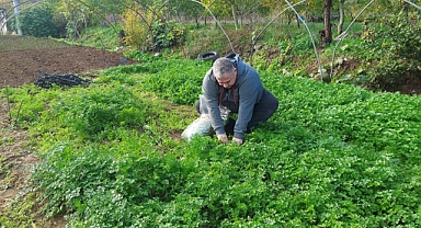 Sındırgı’da Hasat Öncesi Pestisit Denetimi: Sağlıklı Ürün İçin Numuneler Laboratuvara Gönderildi