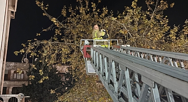 Altınoluk’ta Ağaçta Mahsur Kalan Kedi İtfaiye Ekiplerince Kurtarıldı