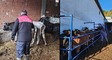 Balıkesir’de 599 Bini Aşkın Büyükbaş Aşılandı