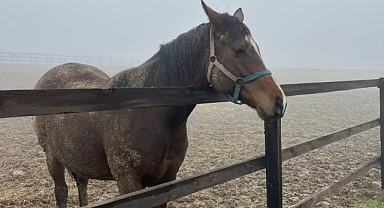 Balıkesir’de Safkan Atlara Sağlık Mesaisi