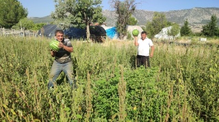 Acıpayam'da Ücretsiz Karpuz Hasadı