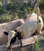 Adana'da Tuvalet Kuyusuna Düşen Boğa Kurtarıldı