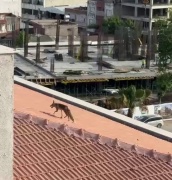 Adıyaman'da bir Binanın Tepesine Çıkan Tilki