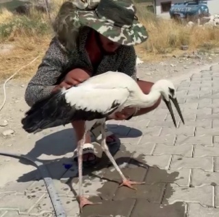 Adıyaman'da Duyarlılık: Sıcaktan Bayılan Leyleği Köylüler Kurtardı