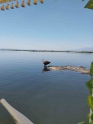 Ak Kuyruklu Kartal'ın Işıklı Gölü'ndeki Dönüşü
