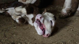 Akçadağ'da İki Başlı Buzağı Şaşkınlık Yarattı