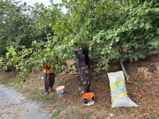Akçakoca’da Erken Fındık Hasadı