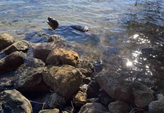 Akdeniz Keşiş Foklarının Yok Oluşu: İnsan Etkisi ve Koruma Çabaları