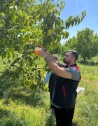 Akdeniz Meyve Sineği ile Mücadelede İğdır'ın Yeni Adımları