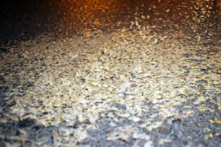 Akyazı'da Birgün Sineklerinin Büyüleyici 'Ölüm Dansı'