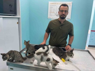 Alanya'da Yaşanan Kedi ve Köpek Kavgası Şok Yarattı
