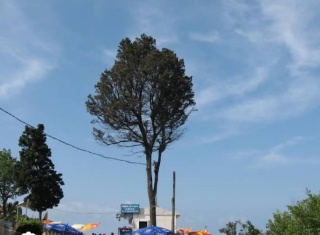 Amasra'da Kesilen Çınar Ağacı Üzerine Açıklamalar