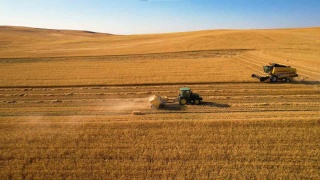 Ankara'da Buğday Hasadı ve İklim Koşullarının Etkisi