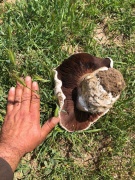 Ankara'da Doğa Yürüyüşü Yapan Vatandaş Dev Mantar Buldu