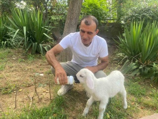 Anne Sevgisiyle Büyüyen Yavru Kuzu \