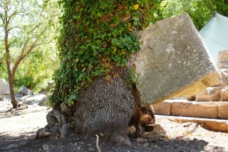 Antalya'da Doğa ve Tarihin Buluştuğu Nokta: 'Halter Meşesi'