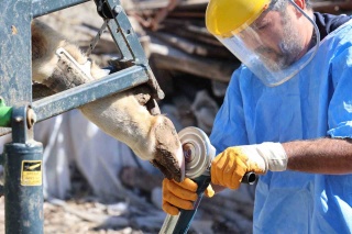 Antalya’da Yerel Kalkınma Vizyonuyla Hayvancılığa Destek