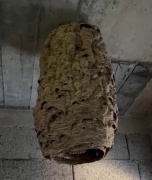 Ardeşen'deki Terkedilmiş Evde Şaşırtıcı Keşif