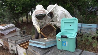 Arı Sütü: Kısır İneklerden İnsanlara Umut Işığı